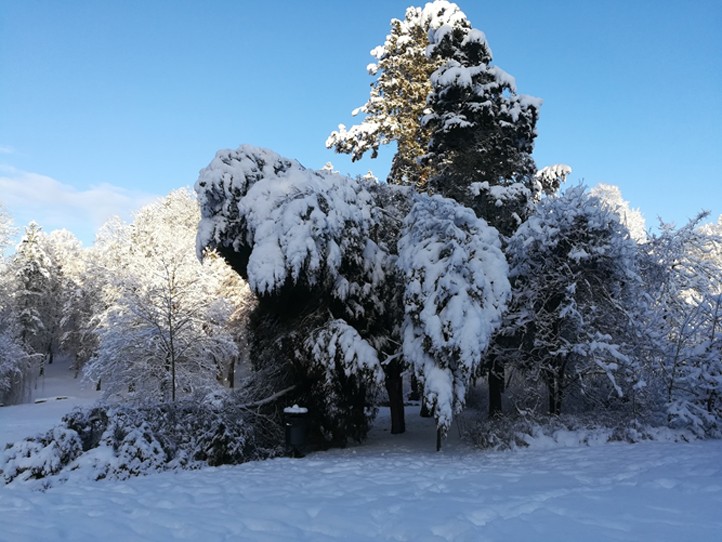 Pozor na sněhem přetížené stromy. Ve městě platí výstraha