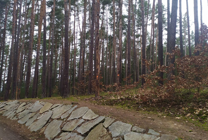 Lesníci budou kácet suché a poškozené stromy u cest v rekreační oblasti Bolevecké rybníky